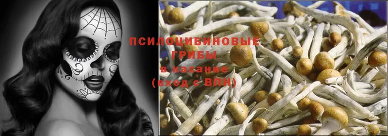 hydra сайт  Дальнегорск  Галлюциногенные грибы Psilocybine cubensis 